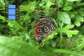 Scene 129_Diaethria marchalii on leaf